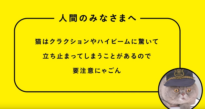 日本推出世界首支給貓看的「 猫専用交通安全宣導動畫 」 - 電腦王阿達