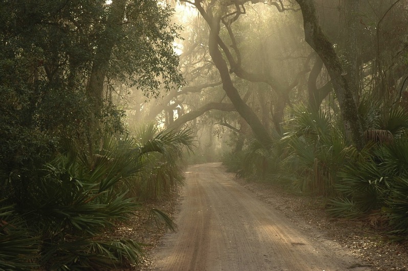 Foggy road