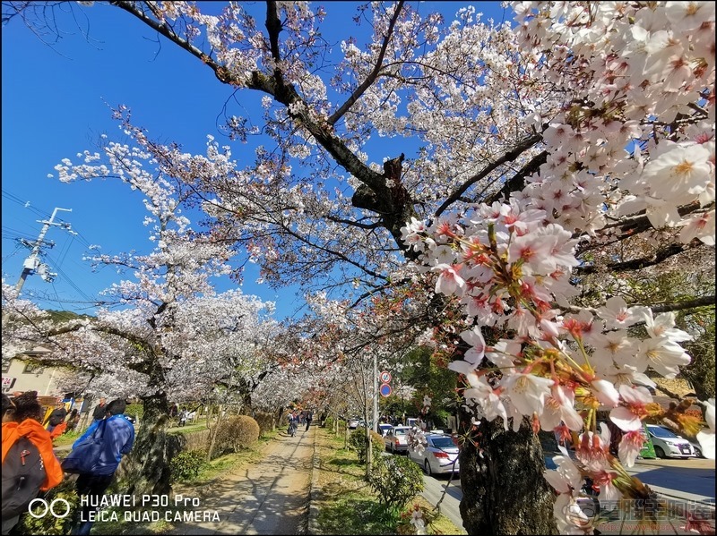 HUAWEI P30 Pro 京都大阪賞櫻隨手拍 - 10