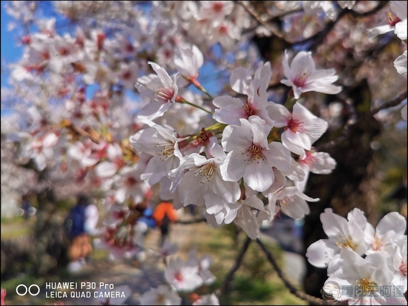 HUAWEI P30 Pro 京都大阪賞櫻隨手拍 - 11