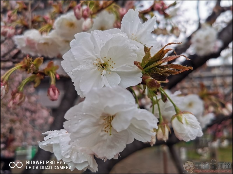 HUAWEI P30 Pro 京都大阪賞櫻隨手拍 - 16