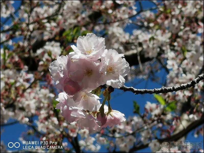 HUAWEI P30 Pro 京都大阪賞櫻隨手拍 - 46