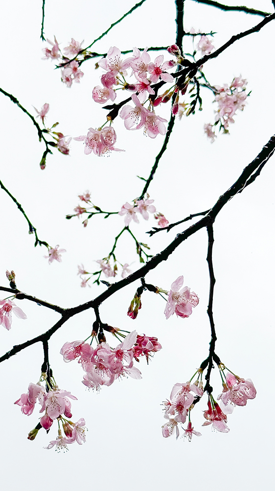 用 iPhone 拍出生活之美，IPPA 金獎攝影師 Paddy 不藏私分享櫻花拍攝秘訣 - 電腦王阿達