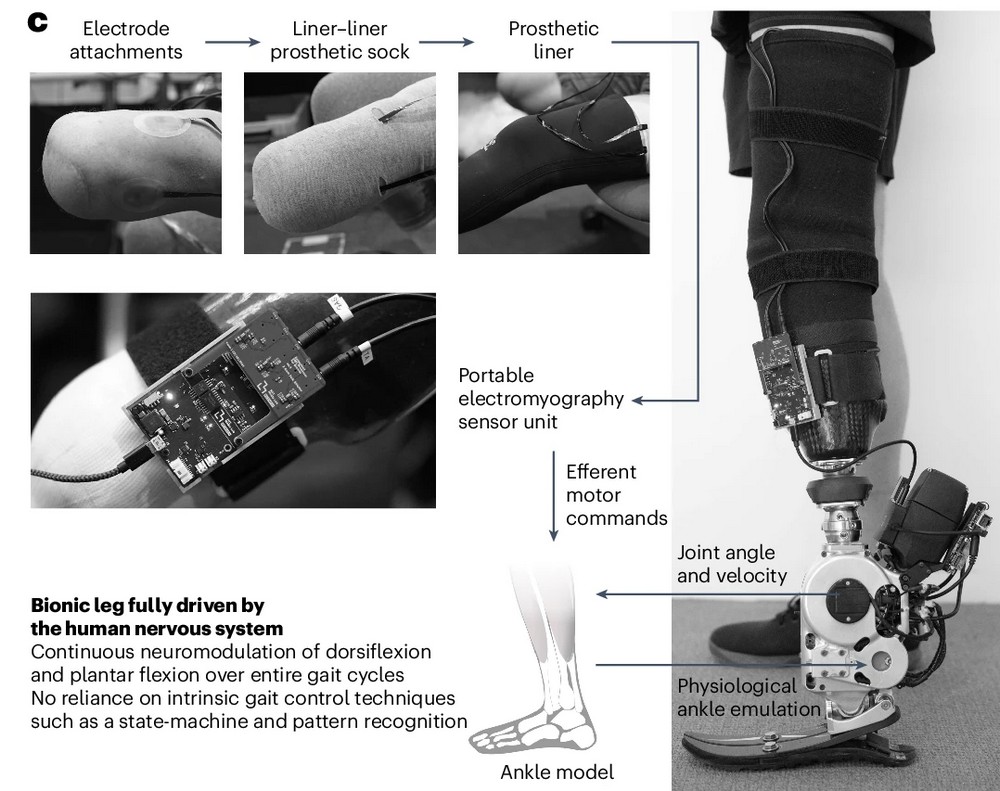 麻省理工學院研發出能夠用大腦和脊髓完全控制的義肢，行走速度提升 41 % - 電腦王阿達