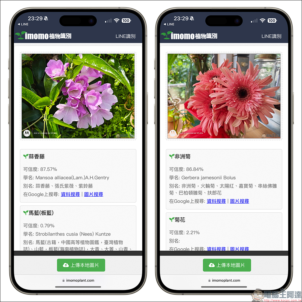 IMOMO 植物 AI 識別功能，眼前的是什麼花？用 LINE 就能分析花卉名稱與相關資訊 - 電腦王阿達