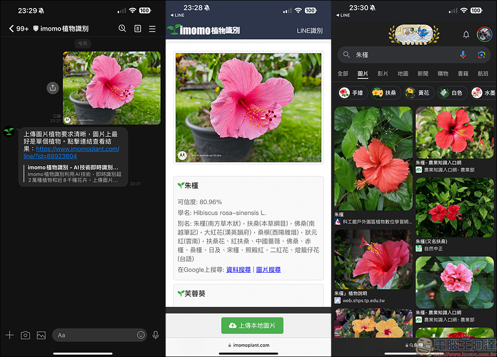 IMOMO 植物 AI 識別功能，眼前的是什麼花？用 LINE 就能分析花卉名稱與相關資訊 - 電腦王阿達