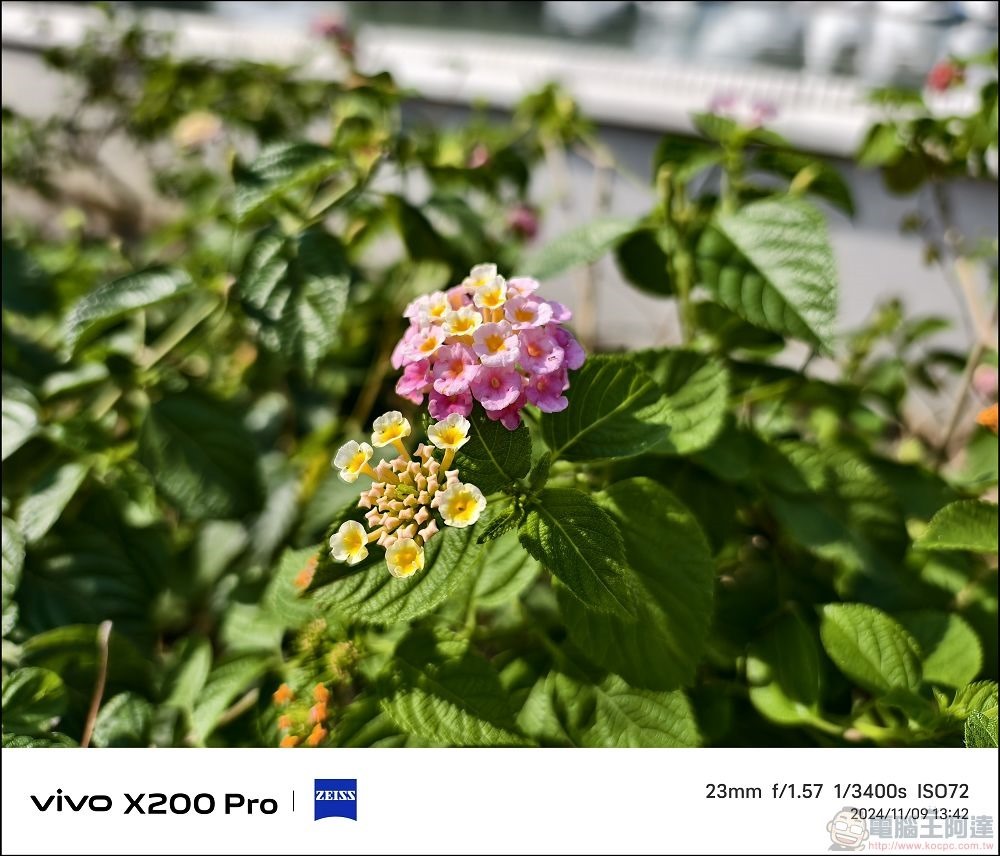 vivo X200 Pro 拍攝樣張 - 33